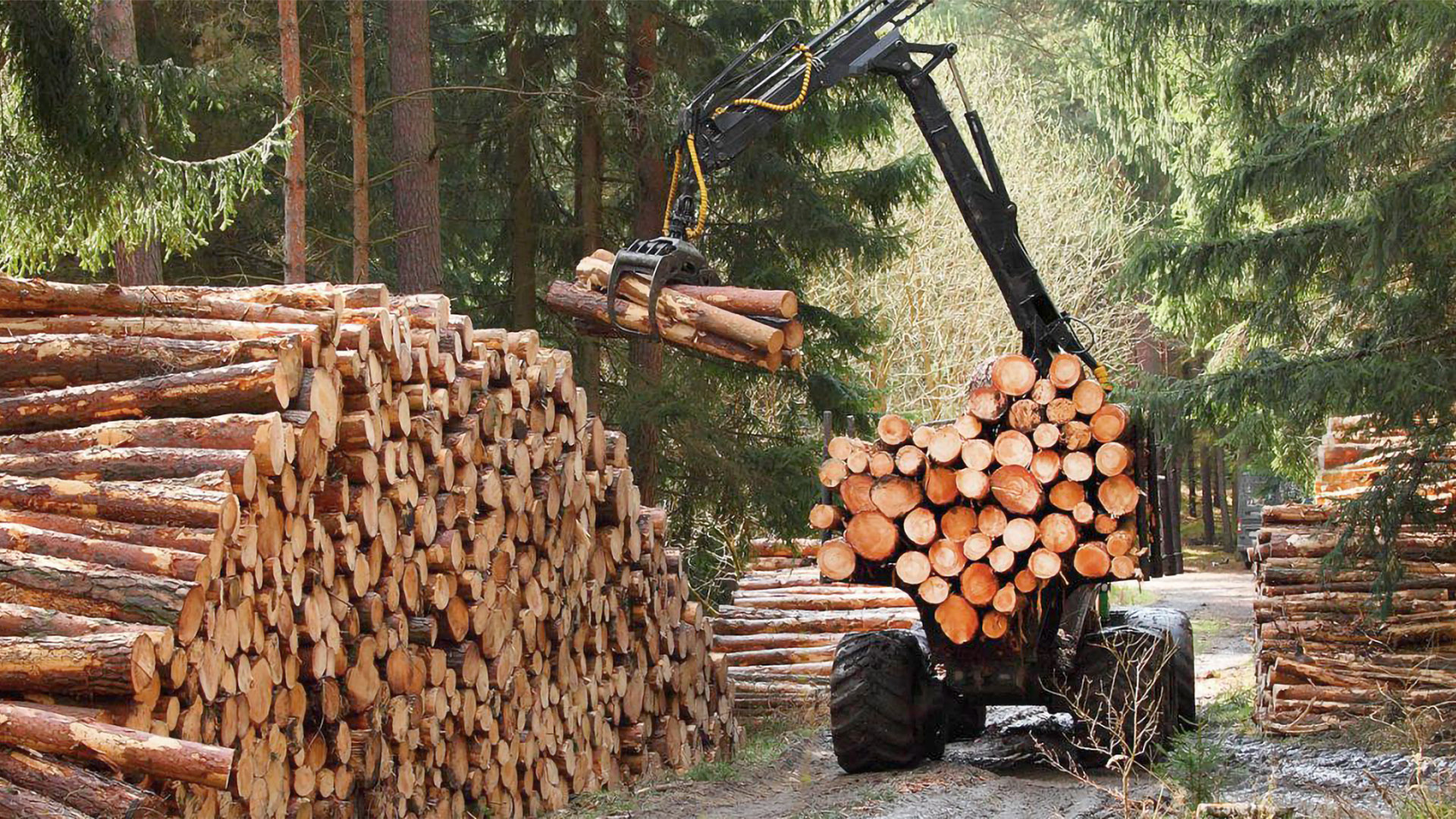 bosque-tala-madera-certificada